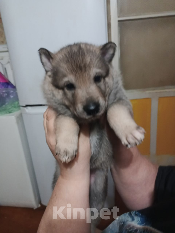 Собаки в Уфе: Продаются щенки Западно-сибирской лайки Девочка, Бесплатно - фото 2