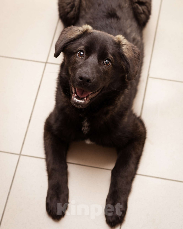 Собаки в Москве: Рокси, 4 месяца ищет дом! Девочка, Бесплатно - фото 4