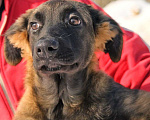 Собаки в Чехове: Красавец Лир в самые любящие руки Мальчик, Бесплатно - фото 1