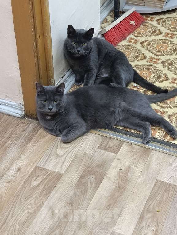 Кошки в Москве: Серьёзный Мурчело Мальчик, Бесплатно - фото 4