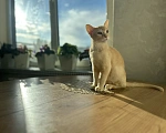 Кошки в Воронеже: Котенок Европейская бурма Мальчик, Бесплатно - фото 4