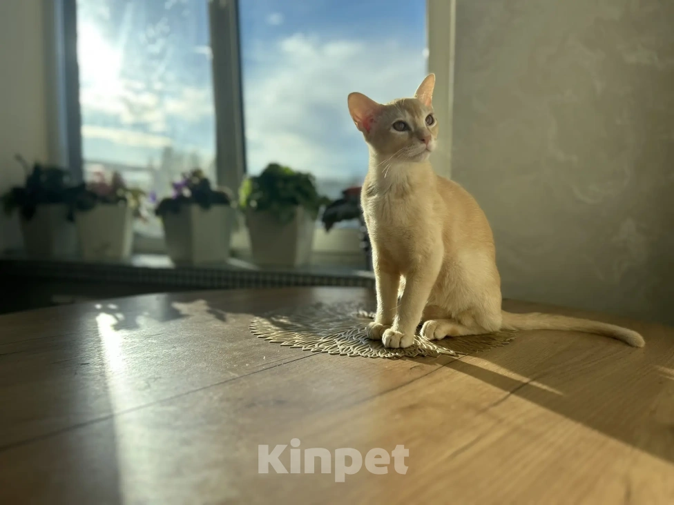 Кошки в Воронеже: Котенок Европейская бурма Мальчик, Бесплатно - фото 4