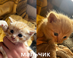 Кошки в Курске: рыжий мальчик  Мальчик, Бесплатно - фото 3