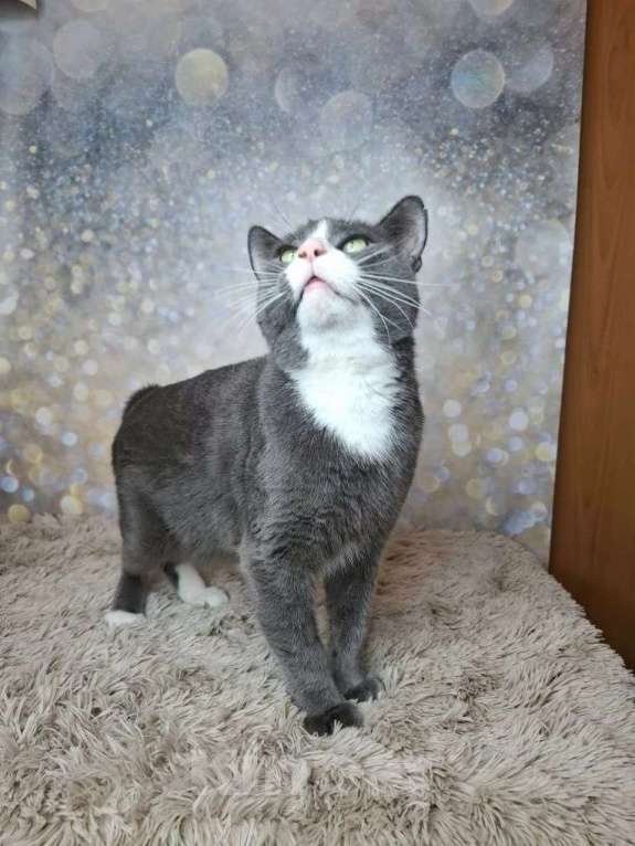 Кошки в Москве: Кот бело-голубого в добрые руки Мальчик, Бесплатно - фото 5