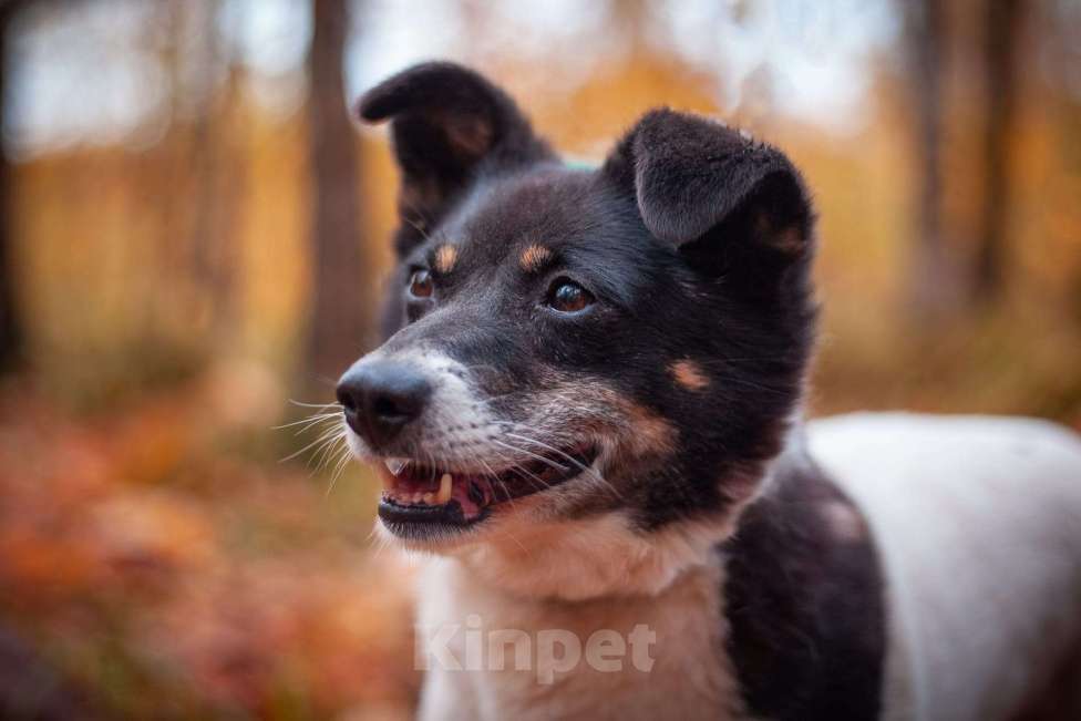 Собаки в Москве: Йоко Девочка, Бесплатно - фото 6