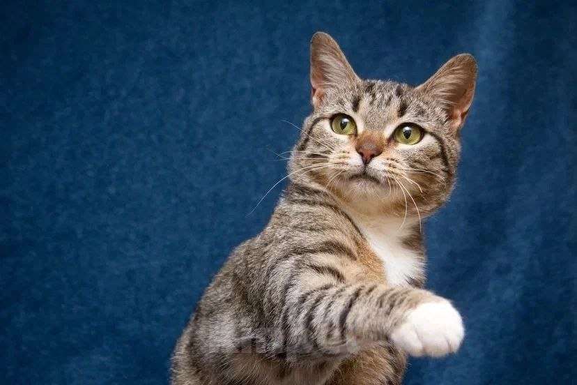 Кошки в Москве: Хвостатый источник позитива: Мирра ждет тебя Девочка, Бесплатно - фото 7