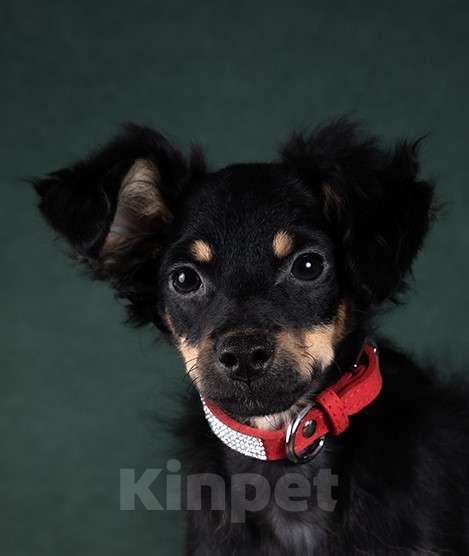 Собаки в Москве: Щенки мексиканской голой собаки (ксолоиткуинтли) Девочка, 10 000 руб. - фото 1