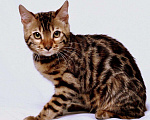 Кошки в Санкт-Петербурге: Бенгальский кот, 20 000 руб. - фото 8