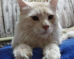 Кошки в Первомайске: Мейн Кун на вязку, 5 руб. - фото 1