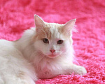 Кошки в Малоархангельске: Котик Белый, 77 руб. - фото 2