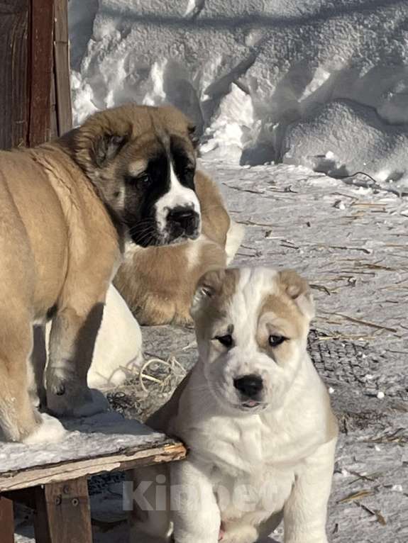 Собаки в Москве: среднеазиатская овчарка, щенок, алабай Мальчик, Бесплатно - фото 4