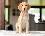 Собаки в Мытищах: Щенки салюки  Мальчик, 200 000 руб. - фото 6