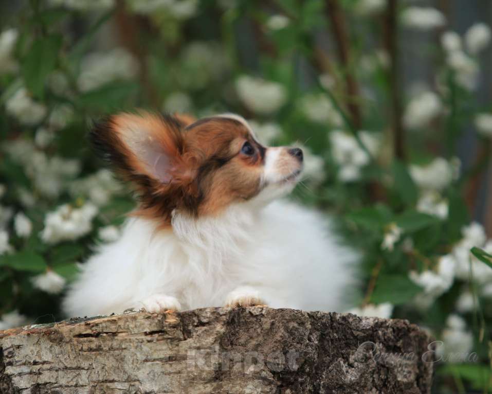 Собаки в Москве: папийон мальчик Мальчик, 45 000 руб. - фото 4
