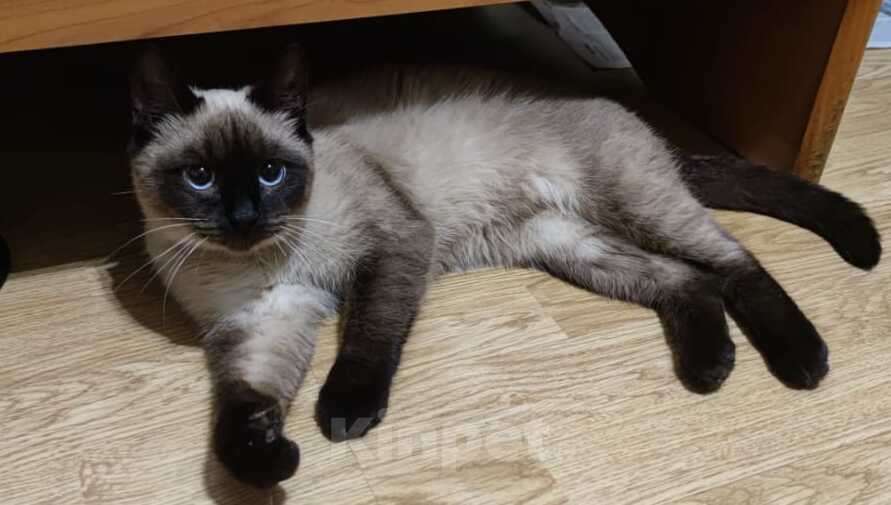 Кошки в Москве: Сиамский котенок Урмас в добрые руки Мальчик, 1 руб. - фото 2