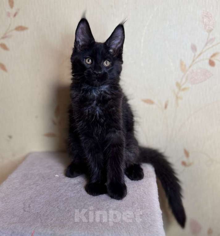 Кошки в Москве: Мейкуны котята девочки Девочка, 90 000 руб. - фото 2