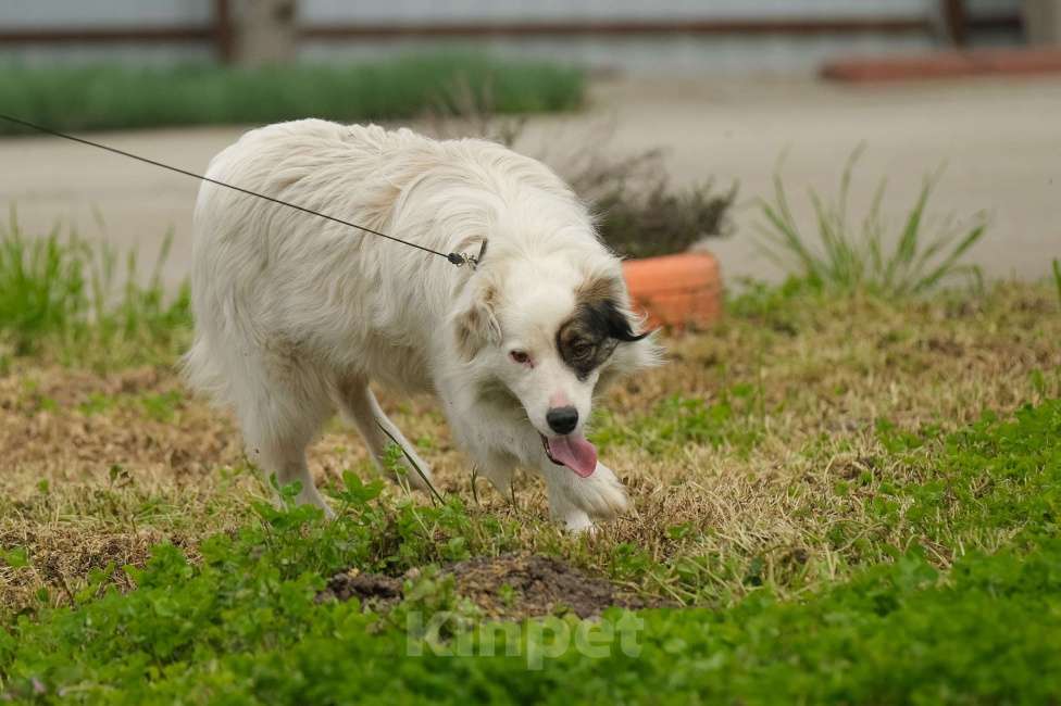 Собаки в Москве: Альбина Девочка, Бесплатно - фото 3