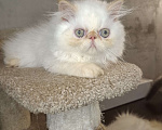 Кошки в Костроме: Кошечка Девочка, 15 000 руб. - фото 2
