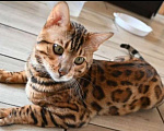 Кошки в Ростове-на-Дону: Бенгальские котята Девочка, 17 000 руб. - фото 8