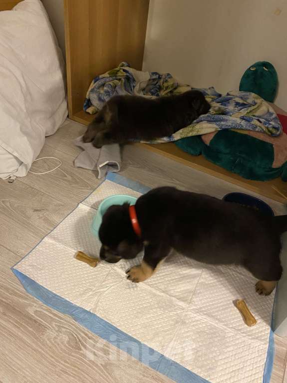 Собаки в Туле: Щенки в добрые руки  Мальчик, Бесплатно - фото 3
