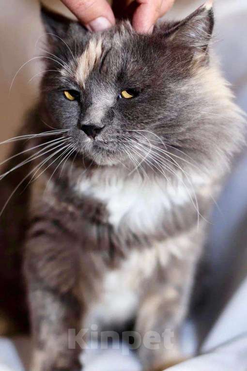 Кошки в Москве: Пушистая кошечка Таис ищет семью, в добрые руки Девочка, Бесплатно - фото 5