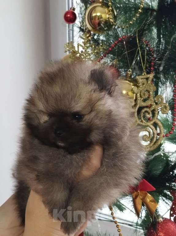 Собаки в Нижнем Новгороде: Мальчики Померанского шпица Мальчик, 40 000 руб. - фото 2
