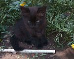 Кошки в Лабинске: Суровый пушистый кот Мальчик, Бесплатно - фото 3