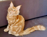 Кошки в Санкт-Петербурге: Очаровательный лохматый рыжик Мальчик, 50 000 руб. - фото 2