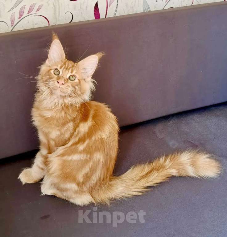 Кошки в Санкт-Петербурге: Очаровательный лохматый рыжик Мальчик, 50 000 руб. - фото 2