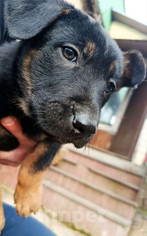 Собаки в Химках: Отдам щенка в добрые руки Девочка, Бесплатно - фото 1