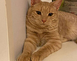 Кошки в Раменском: солнышко с янтарными глазами - котик Рыжик Мальчик, Бесплатно - фото 1