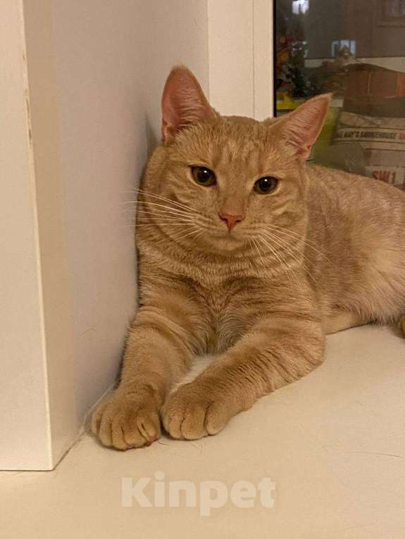 Кошки в Раменском: солнышко с янтарными глазами - котик Рыжик Мальчик, Бесплатно - фото 1