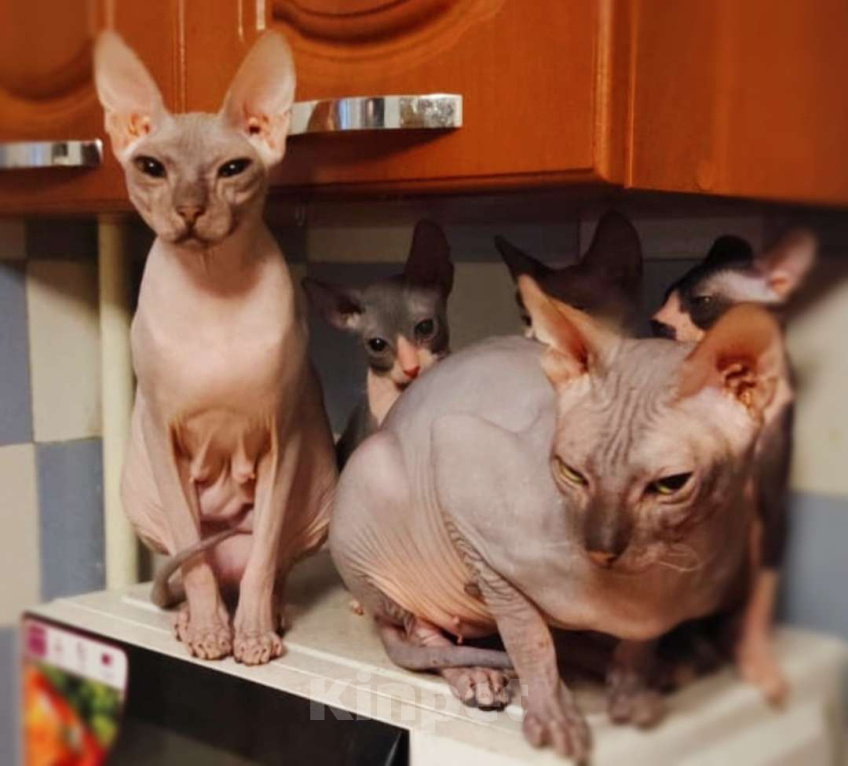 Кошки в Екатеринбурге: Котёнок донской сфинкс  Девочка, 16 000 руб. - фото 5