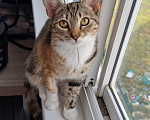 Кошки в Краснодаре: Котёнок Новокузнечная Девочка, 1 руб. - фото 2