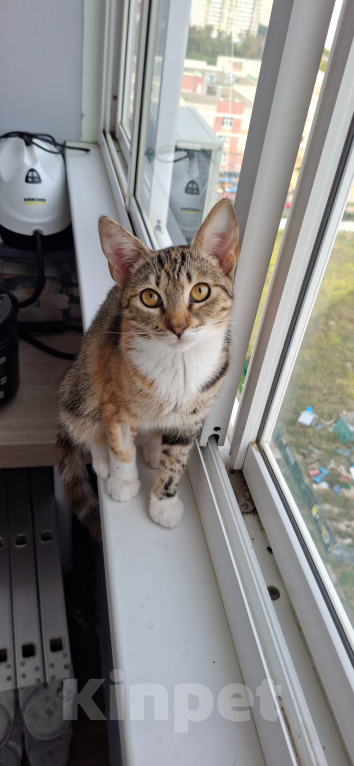 Кошки в Краснодаре: Котёнок Новокузнечная Девочка, 1 руб. - фото 2