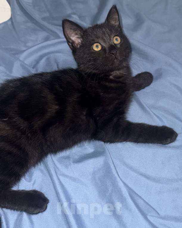 Кошки в Новосибирске: Черный мраморный , шотландский прямоухий Мальчик, 5 000 руб. - фото 2