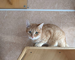 Кошки в Москве: Редкое рыжее чудо с тихим сердцем: Янтарка ищет дом, где снова научат верить Девочка, Бесплатно - фото 2