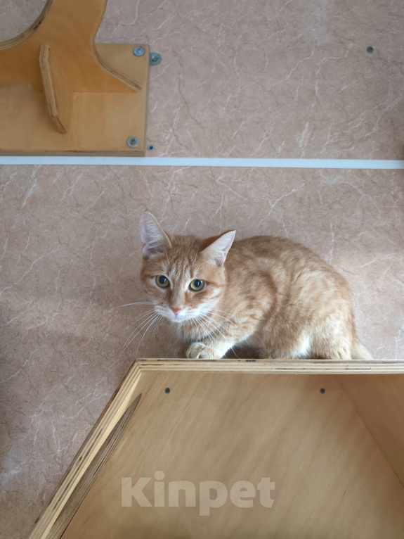 Кошки в Москве: Редкое рыжее чудо с тихим сердцем: Янтарка ищет дом, где снова научат верить Девочка, Бесплатно - фото 2