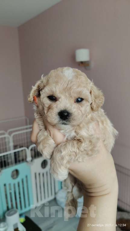 Собаки в Мытищах: Пушон бишпу Девочка, 180 000 руб. - фото 3