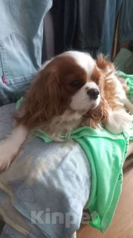 Собаки в Москве: Молодая красотка Девочка, 25 000 руб. - фото 1