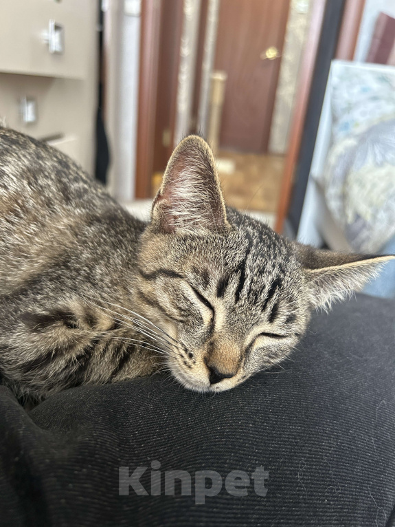 Кошки в Ижевске: Котенок в добрые руки  Мальчик, Бесплатно - фото 3