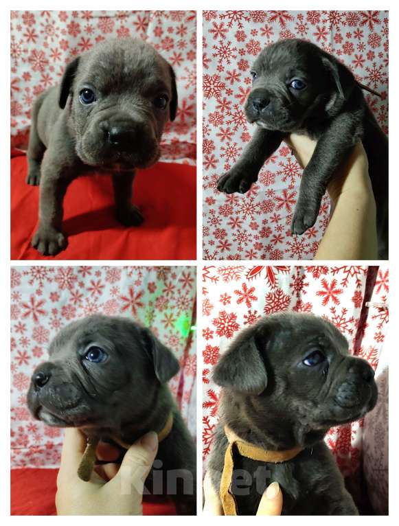 Собаки в других городах Краснодарского края: Кане-Корсо, щенок Девочка, 20 000 руб. - фото 1