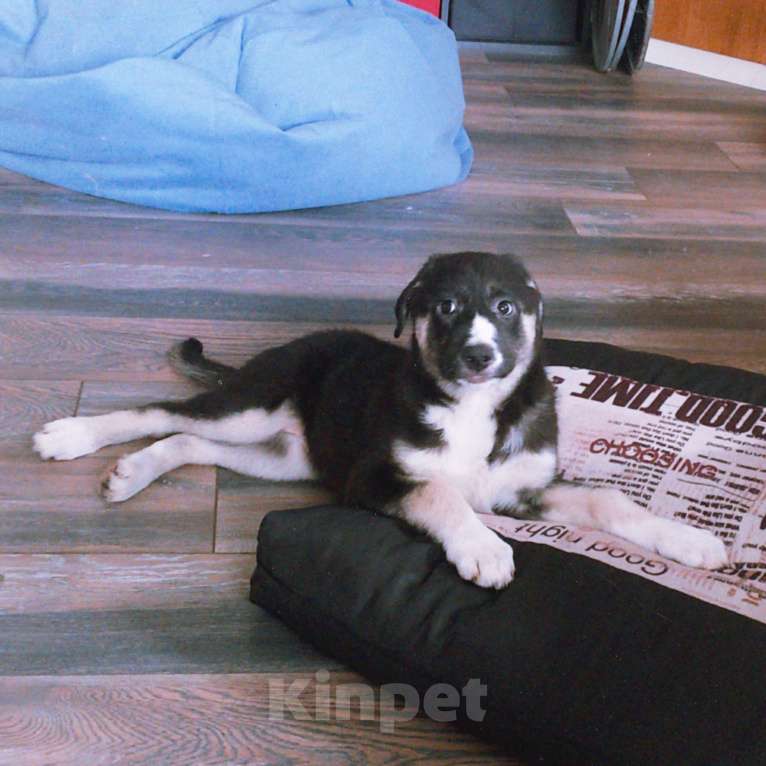 Собаки в Перми: щенок в добрые руки Девочка, Бесплатно - фото 2