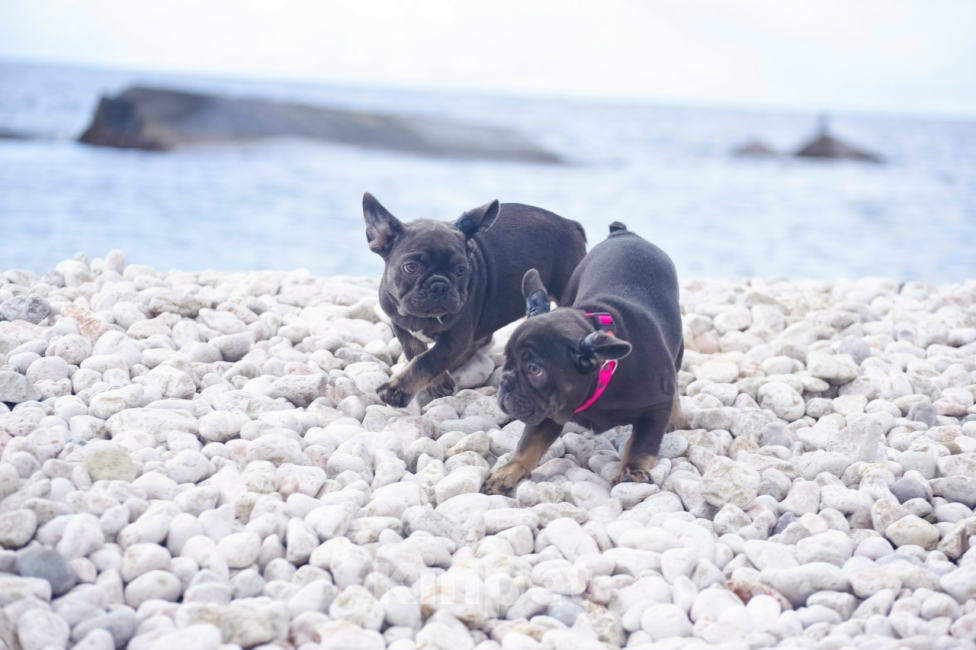 Собаки в Москве: девочки французский бульдог 3 мес Девочка, 70 000 руб. - фото 2