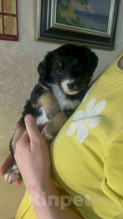 Собаки в Москве: Кнопочка ищет дом и семью Девочка, Бесплатно - фото 3