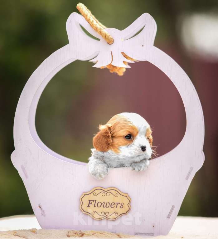 Собаки в Москве: Мальчик Кавалерчик Мальчик, Бесплатно - фото 4