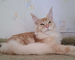 Кошки в Москве: Котята породы мейн-кун Мальчик, 35 000 руб. - фото 6