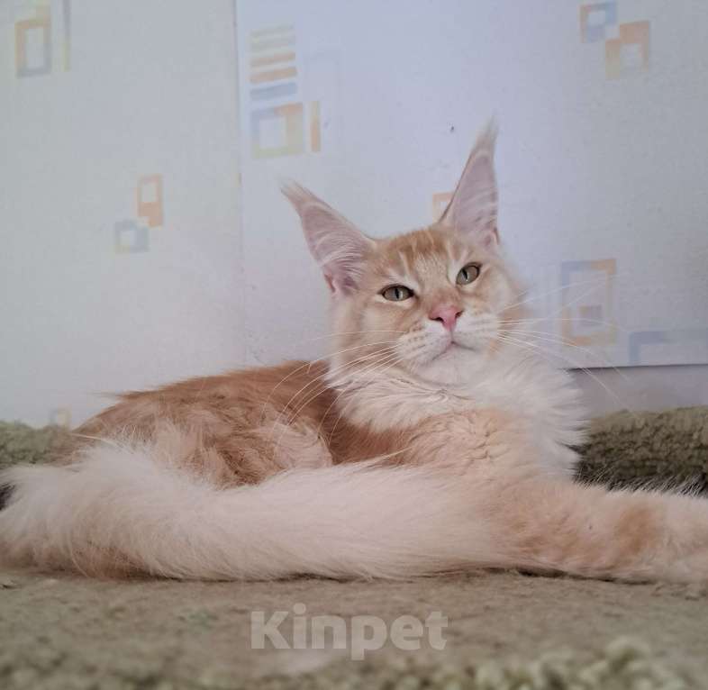 Кошки в Москве: Котята породы мейн-кун Мальчик, 35 000 руб. - фото 6