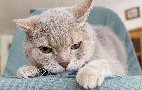 Британский котик Веня ищет дом, в добрые руки 