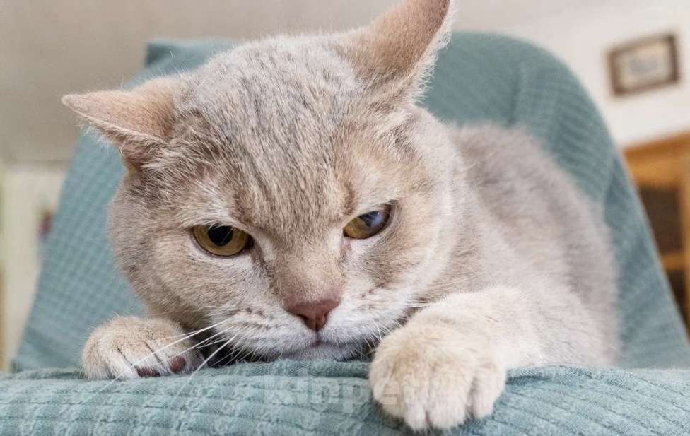 Кошки в Москве: Британский котик Веня ищет дом, в добрые руки  Мальчик, Бесплатно - фото 1