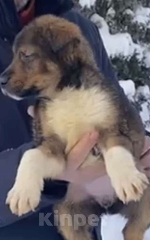 Собаки в Красногорске: Щенок Сальса 1,5 месяца ждет свою семью  Девочка, Бесплатно - фото 4